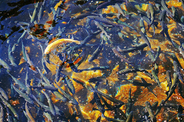 Trout school in farming pool.