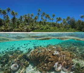 Tropical seashore over and under water surface with coconut trees and many sea anemones with fish underwater, lagoon of Huahine island, Pacific ocean, French Polynesia