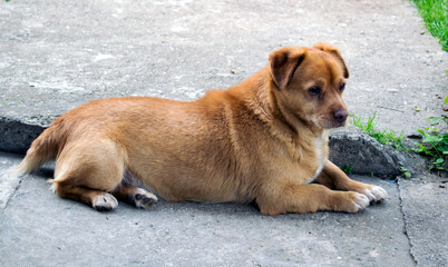 conceived dog lying on concrete
