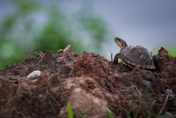 Determined Turtle