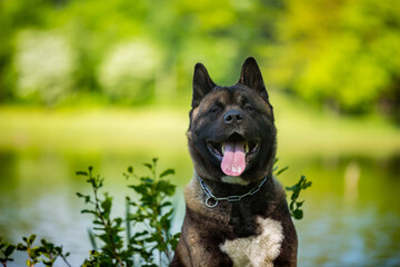 American Akita dog