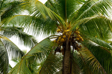 Obraz premium Coconut trees in rural area