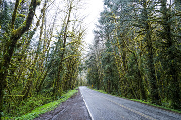 Creepy trees at Hoh Road in the rain forest of Olympic National Park - FORKS - WASHINGTON