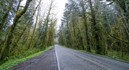 Street through the rain forest near Forks Washington - FORKS - WASHINGTON