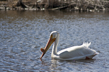 Pelicans at Turnbull wildlife Refuge