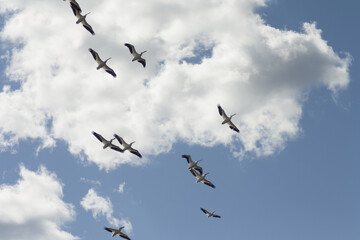 Flock of Pelicans flying