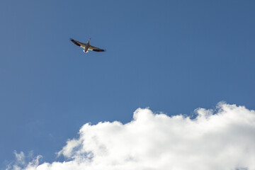 Flock of Pelicans flying