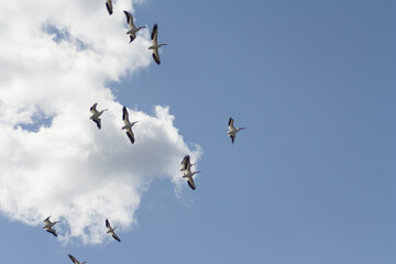 Flock of Pelicans flying