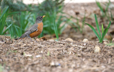 Fototapeta premium Bird in Park