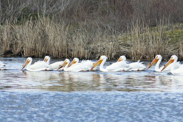 Pelicans at Turnbull wildlife Refuge