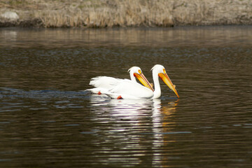 Pelicans at Turnbull wildlife Refuge