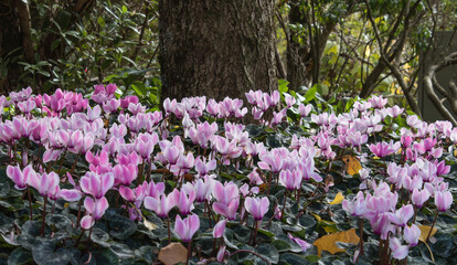 Pink white cyclamen plants flowers in garden bed
