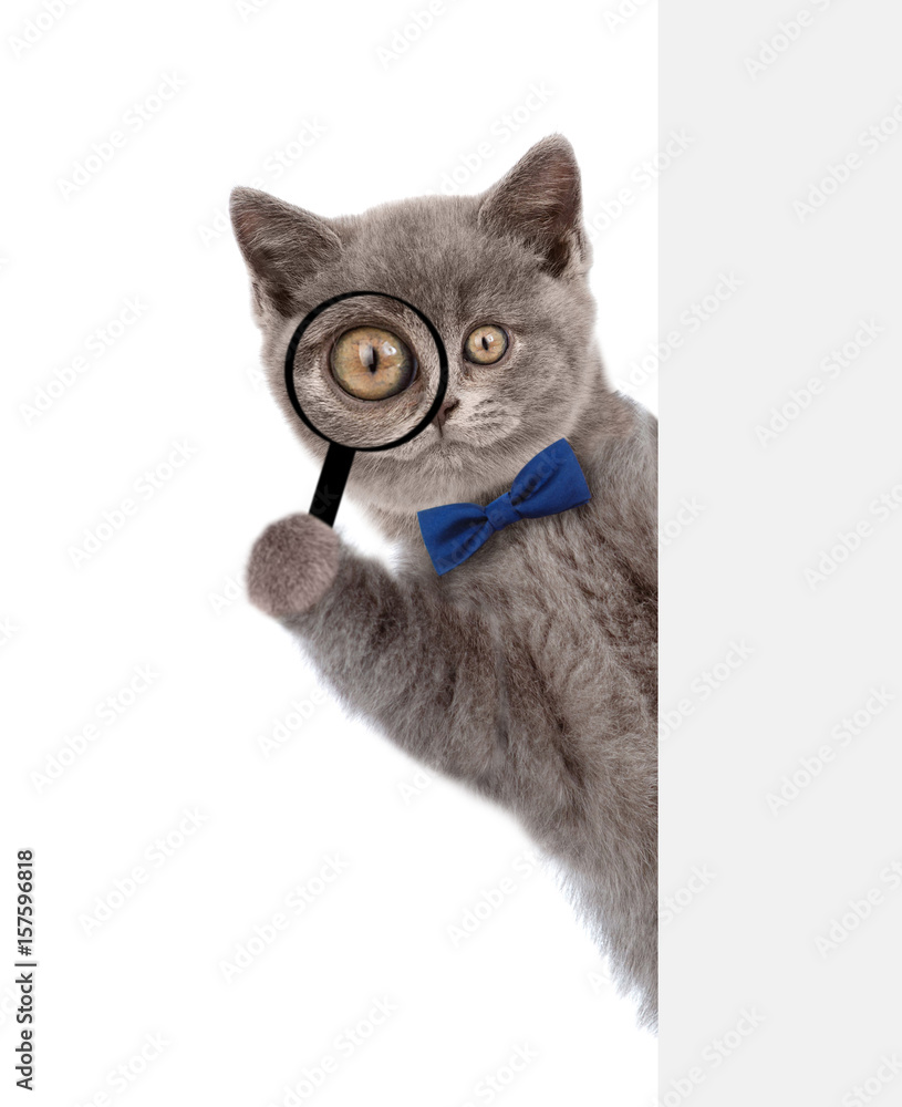 Poster smart cat with tie bow looks thru a magnifying lens. isolated on white background