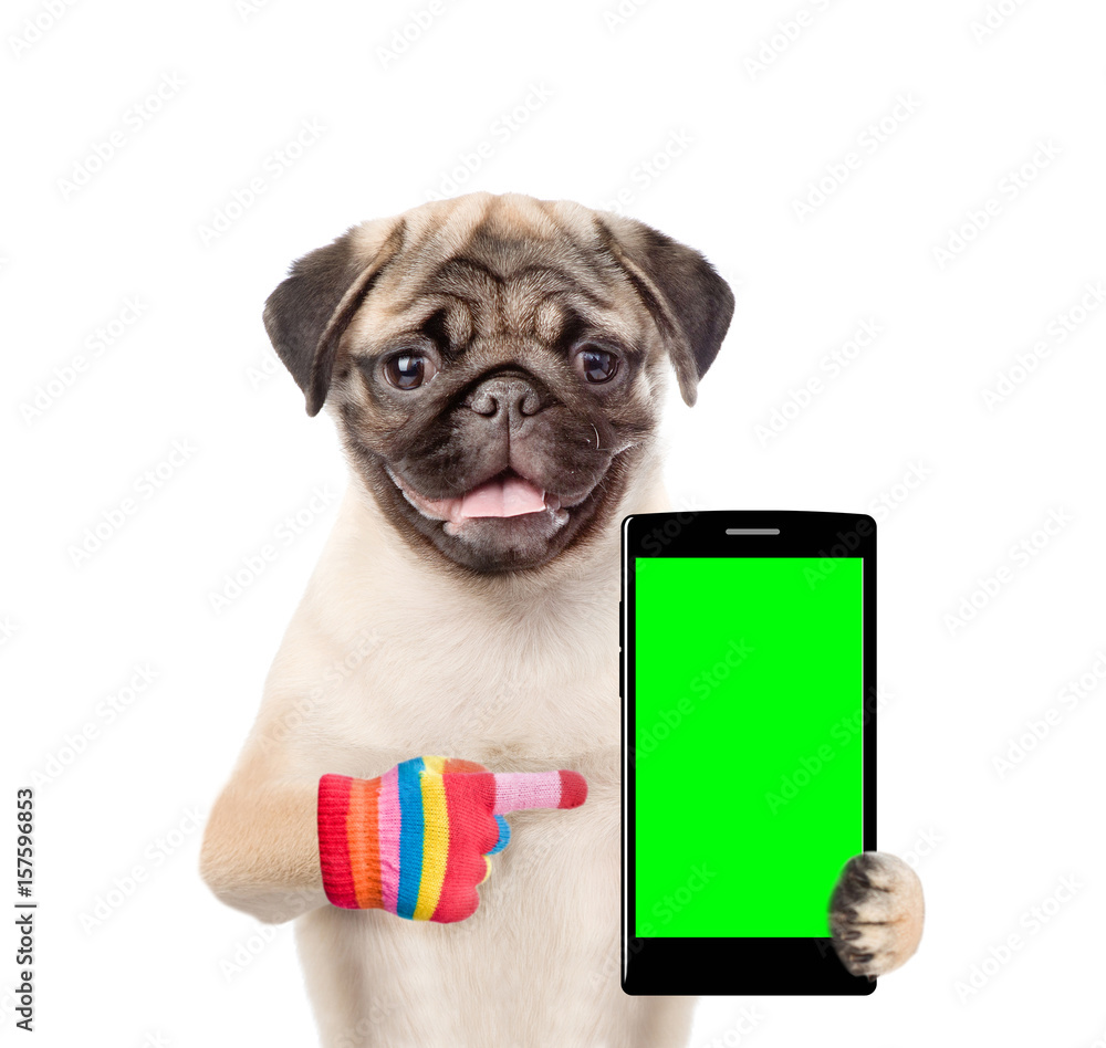 Poster puppy is pointing to the smartphone in their paws. isolated on white background