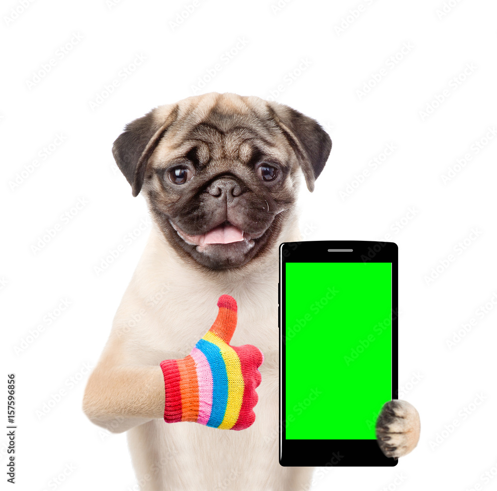 Poster puppy with smartphone showing thumbs up. isolated on white background