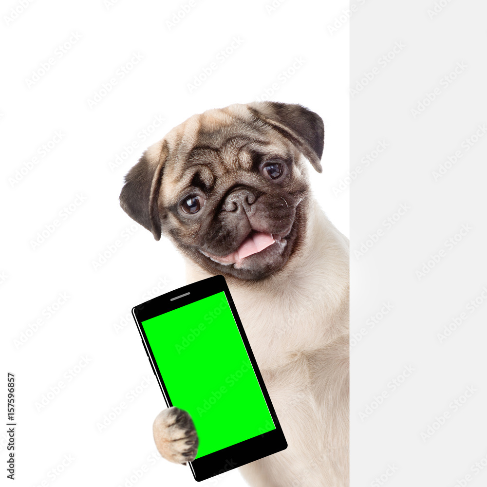 Poster Puppy with smartphone peeking from behind empty board. Isolated on white background