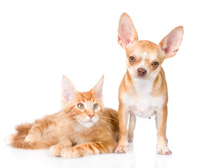Small chihuahua puppy and maine coon cat together. isolated on white background