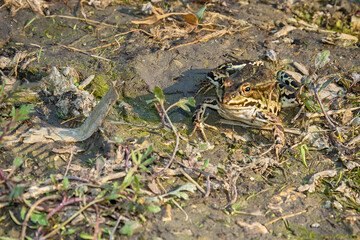 Frog in the mud