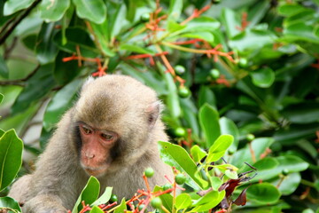 ニホンザル　宮崎県日南市