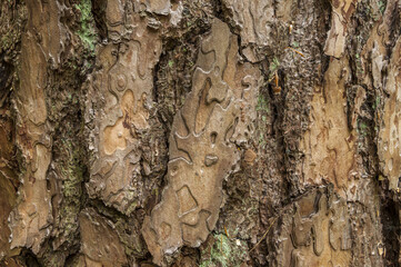 Barke of Pine Tree