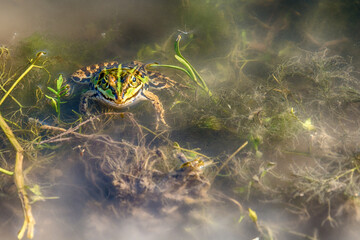 Frog in the water 