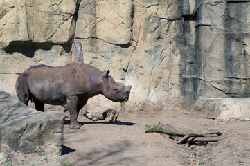 Naklejka premium Rhino Facing Right