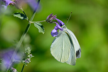 モンシロチョウ