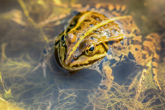 Frog in the water 