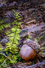Acorn sitting on wood with fern 
