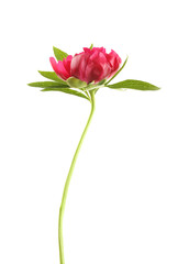 Beautiful peony flower on white background