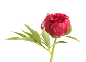 Beautiful peony flower on white background