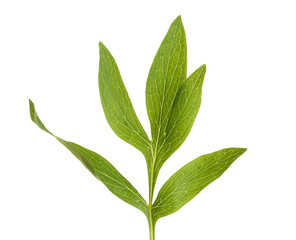 Peony leaves on white background