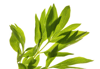 Peony leaves on white background