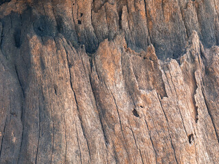 Texture and background of old  log