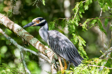 Night Heron