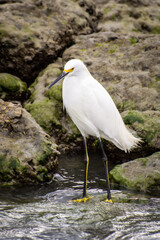 Snowy Egret