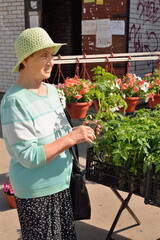 Fototapeta na wymiar Female gardener chooses sprouts of tomatoes on the street