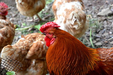 
Rooster of brown color close-up.