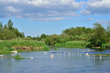 The river in the field and the gulls on the rocks of Sunny day