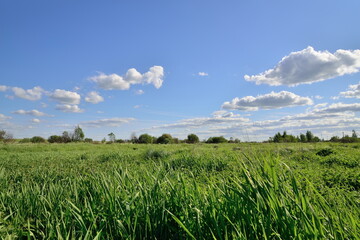 Field with green grass under the clouds of Sunny day