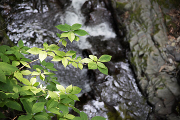  At the river