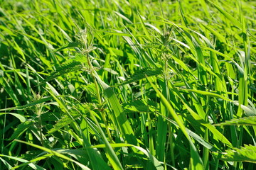 Nettle in the sun on a grass background