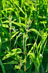 Nettle in the sun on a grass background