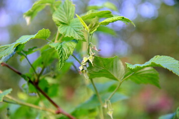 Flower raspberry in the spring