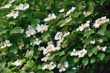 Blooming viburnum