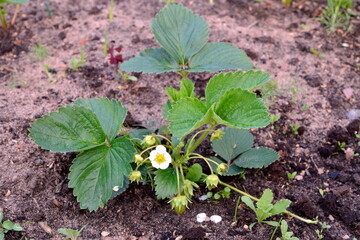 Bush blooming strawberries in the garden