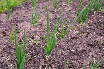 Young green onions in the garden