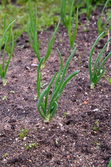 Young green onions in the garden