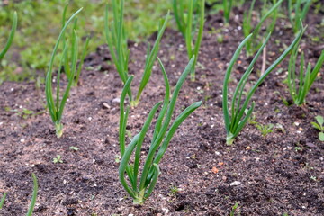 Young green onions in the garden