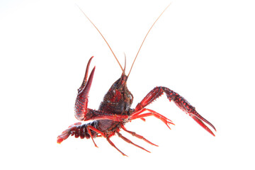 Crawfish, white background, close-up
